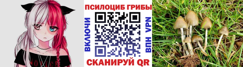 Псилоцибиновые грибы Magic Shrooms  Купить где  Приозерск 